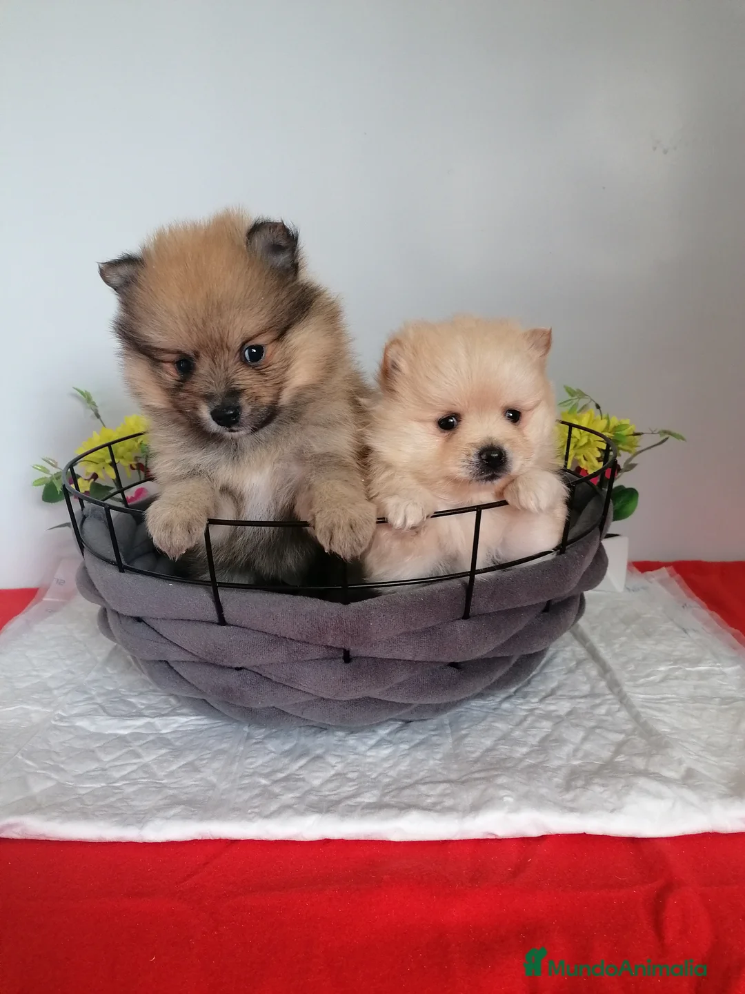 Pomerania perros en venta: Preciosa camada de pomerania  - Anuncio 1