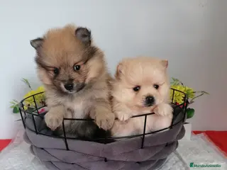 Pomerania perros Preciosa camada de pomerania - Anuncio 1