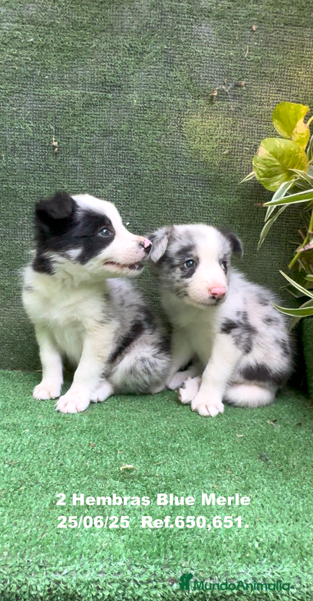 Border Collie perros en venta: BORDER COLLIE hembras Blue Merle - Imagen 5