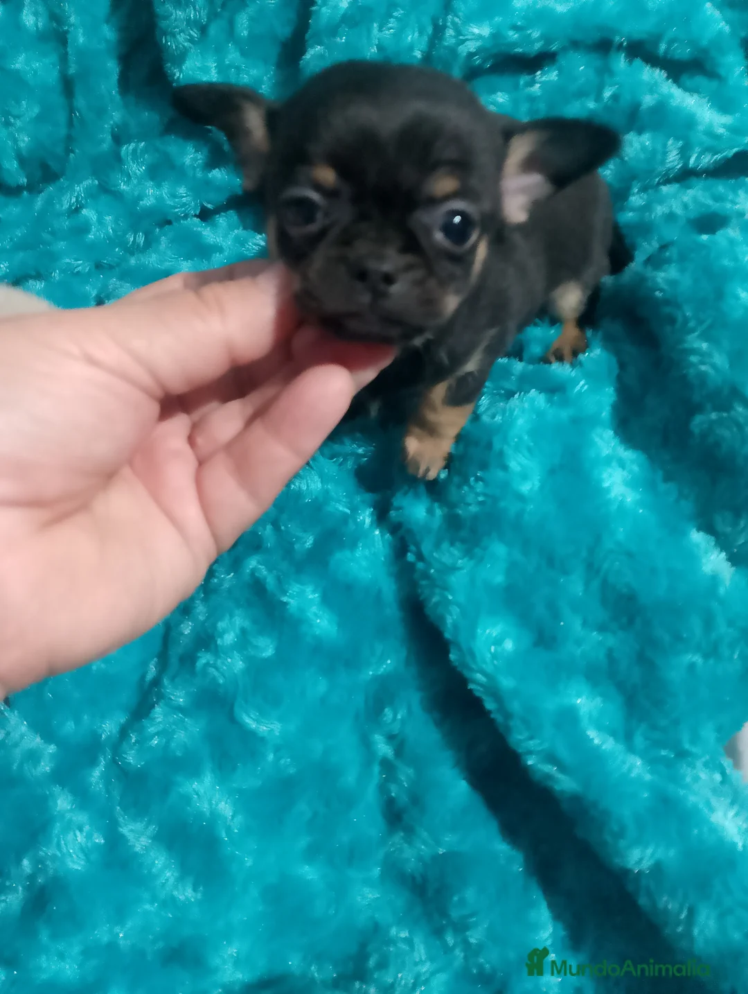 Chihuahua perros en venta:  chihuahua lilac ojos azul grises una pasada  - Anuncio 9