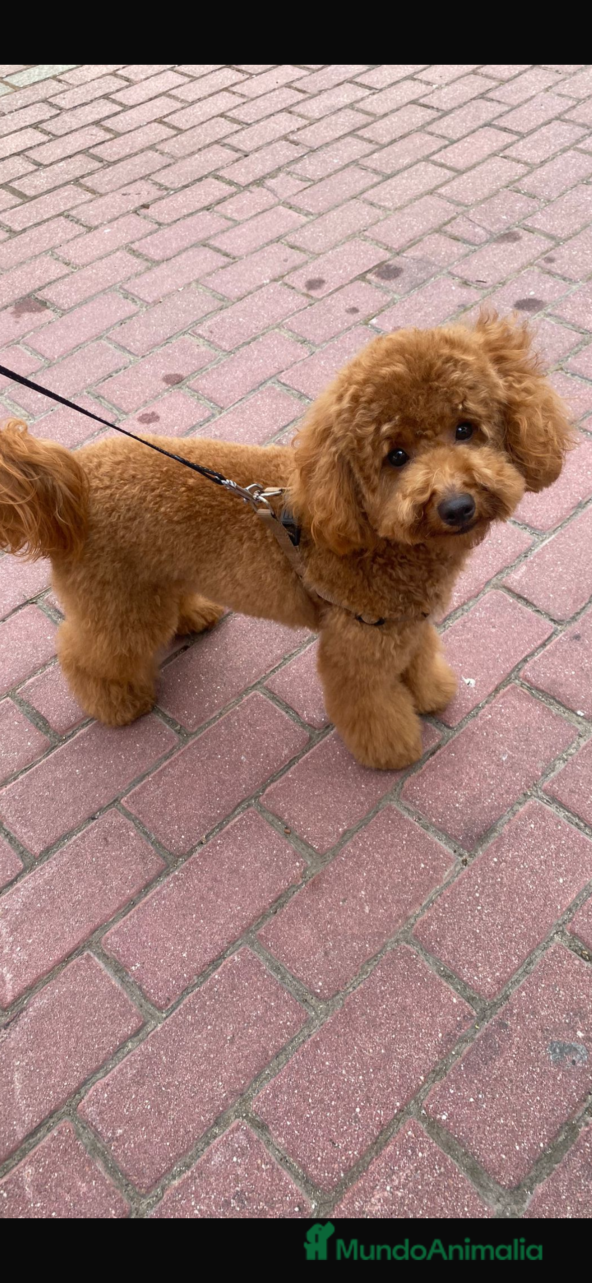 Caniche Enano perros Camada de caniche enano  - Anuncio 1