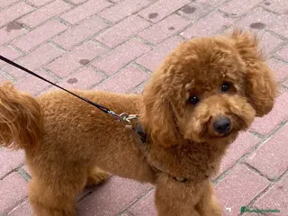 Caniche Enano perros Camada de caniche enano - Anuncio 1