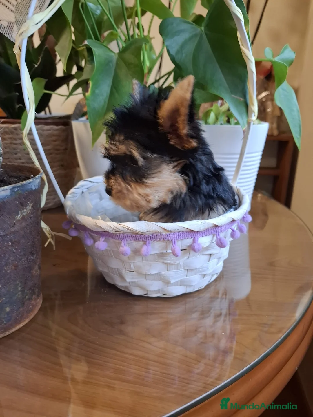 Yorkshire Terrier perros en venta: Yorkshire  en Barcelona - Anuncio 4