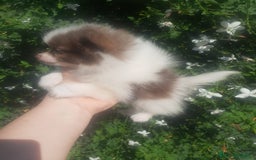 Pomerania perros en venta: Pomchi enanos una pasada de color  - Imagen 6