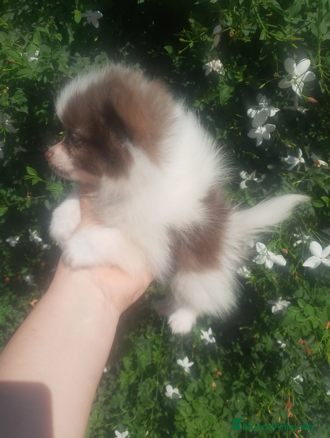 Pomerania perros en venta: Pomchi enanos una pasada de color  - Imagen 6