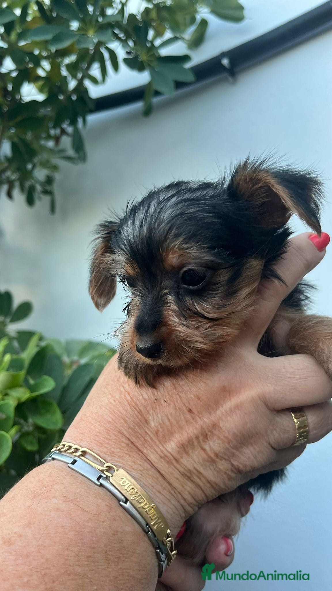 Yorkshire Terrier perros Yorkshire toy - Anuncio 4