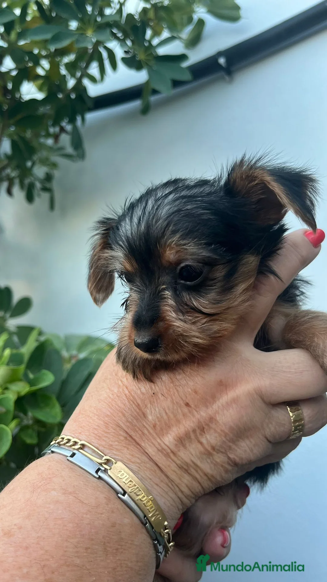 Yorkshire Terrier perros en venta: Yorkshire toy - Anuncio 1
