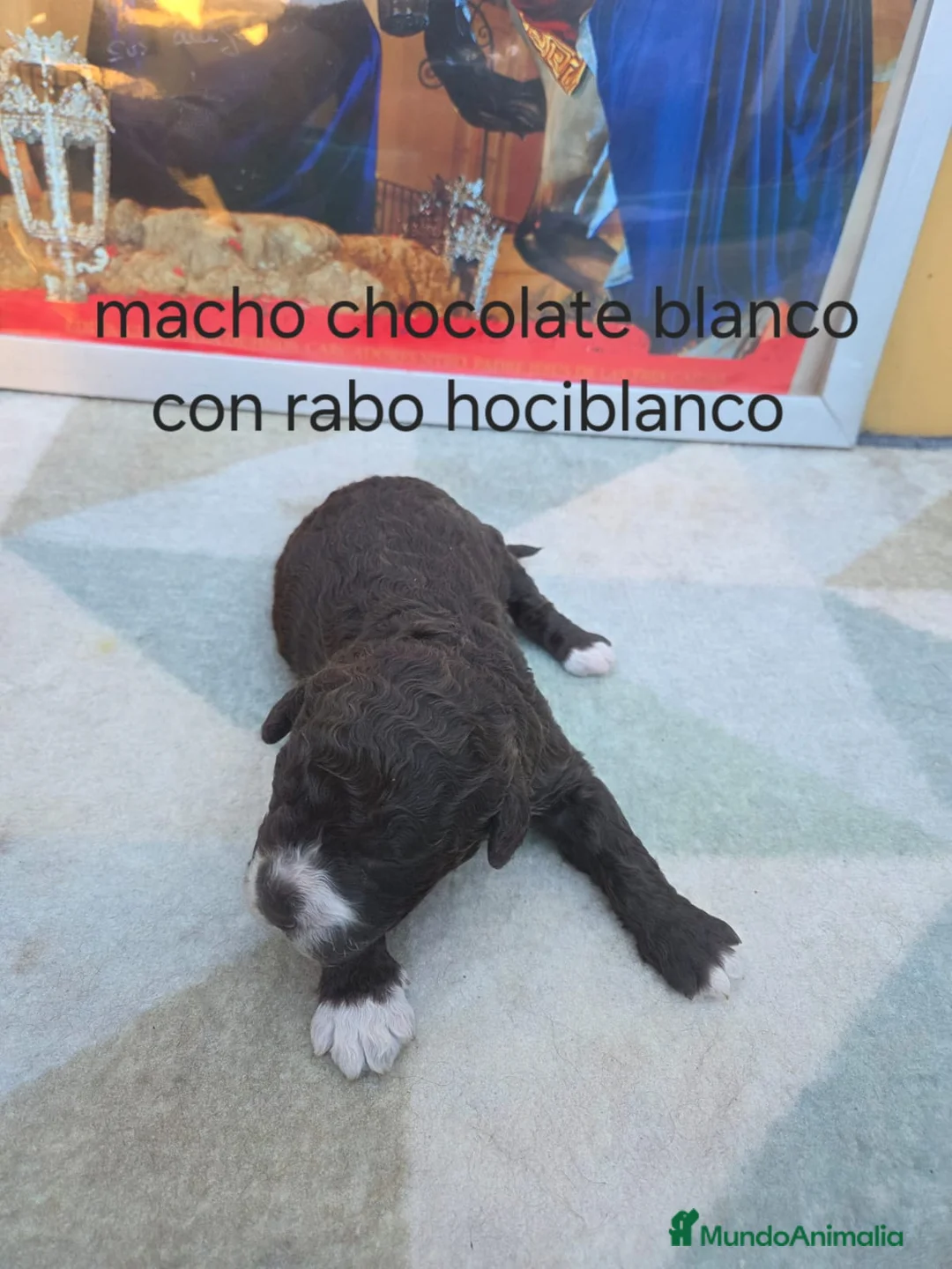 Perro de Agua Español perros en venta: Camada de perros de agua chocolate  en Burgos - Anuncio 1