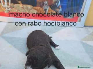 Perro de Agua Español perros Camada de perros de agua chocolate - Anuncio 1