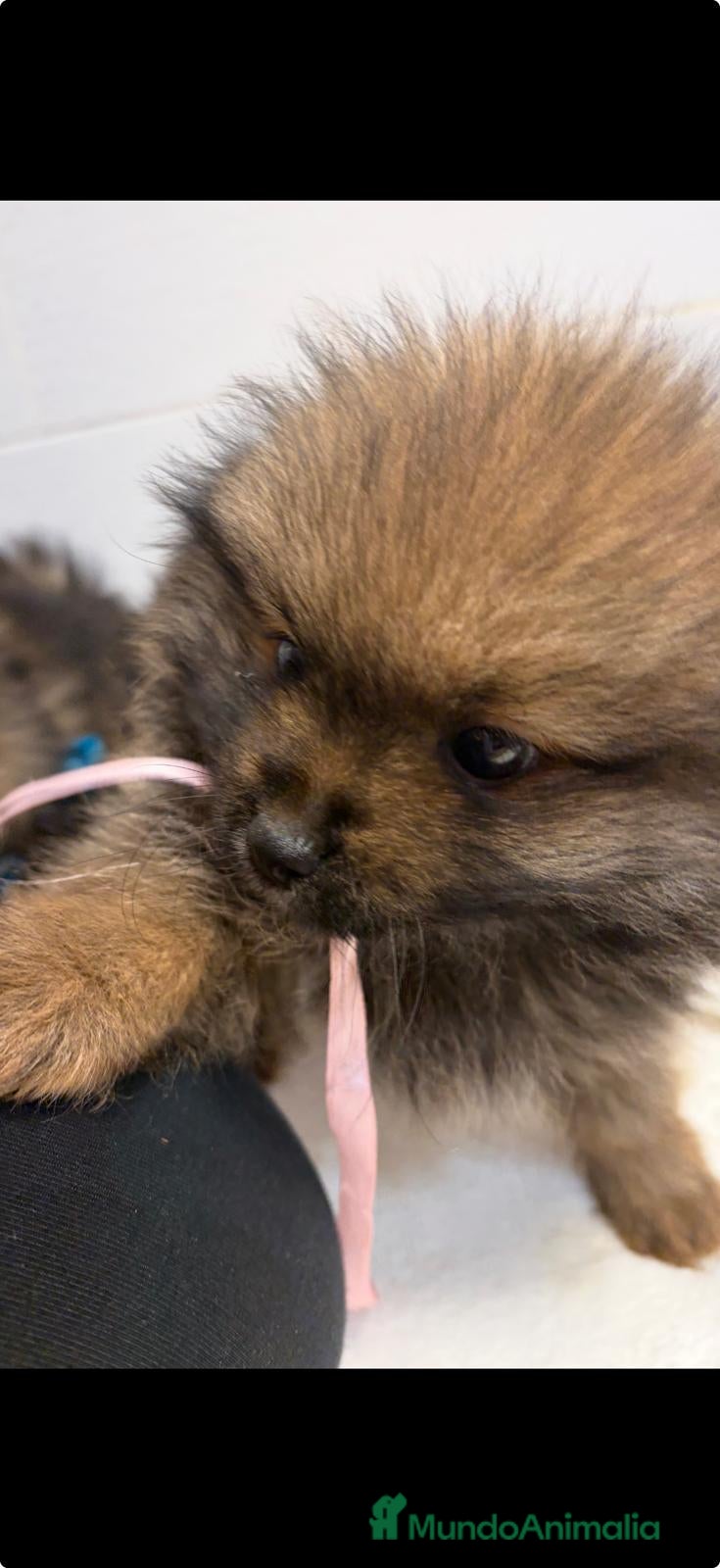 Pomerania perros Pomerania  - Anuncio 1