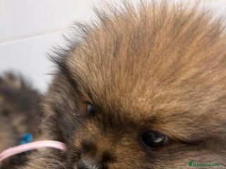 Pomerania perros Pomerania - Anuncio 1
