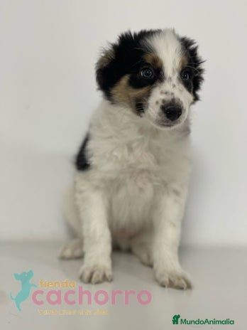 Border Collie perros - Anuncio 5