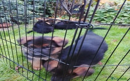 Pastor Alemán perros en venta: Cachorros de pastor alemán  - Anuncio 4