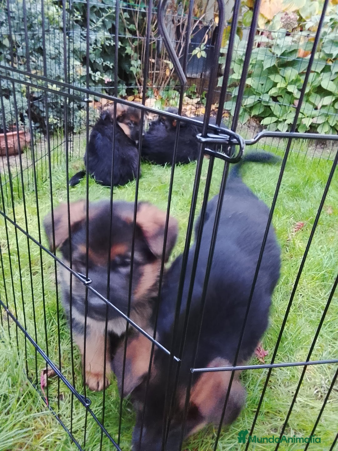 Pastor Alemán perros en venta: Cachorros de pastor alemán  - Anuncio 4