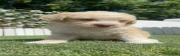 Perro de Agua Español perros en venta: PERRO DE AGUA  - Anuncio 6