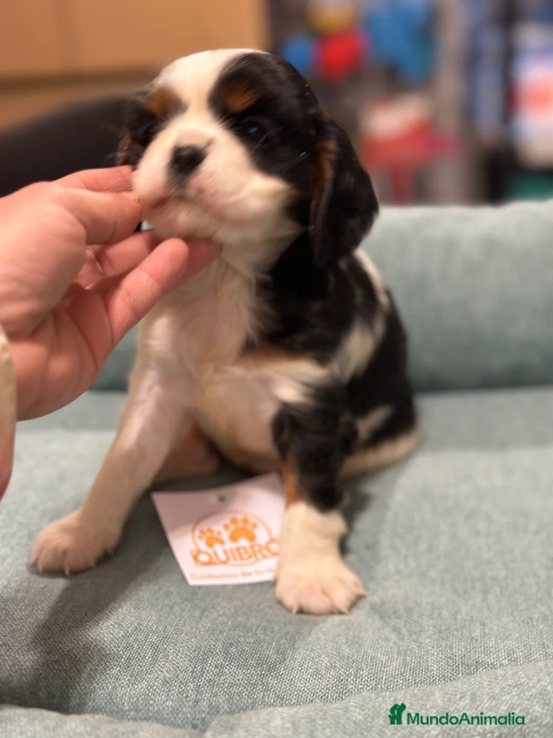 Cavalier King Charles Spaniel perros en venta: CAVALIER TRICOLOR HEMBRA DISPONIBLE en Barcelona - Anuncio 4