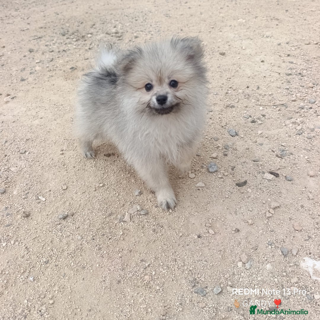 Pomerania perros en venta: PRECIOSA HEMBRITA POMERANIA - Anuncio 1