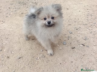 Pomerania perros PRECIOSA HEMBRITA POMERANIA - Anuncio 30