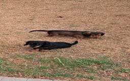 Teckel Miniatura perros en venta: Teckel de pelo largo  - Imagen 4