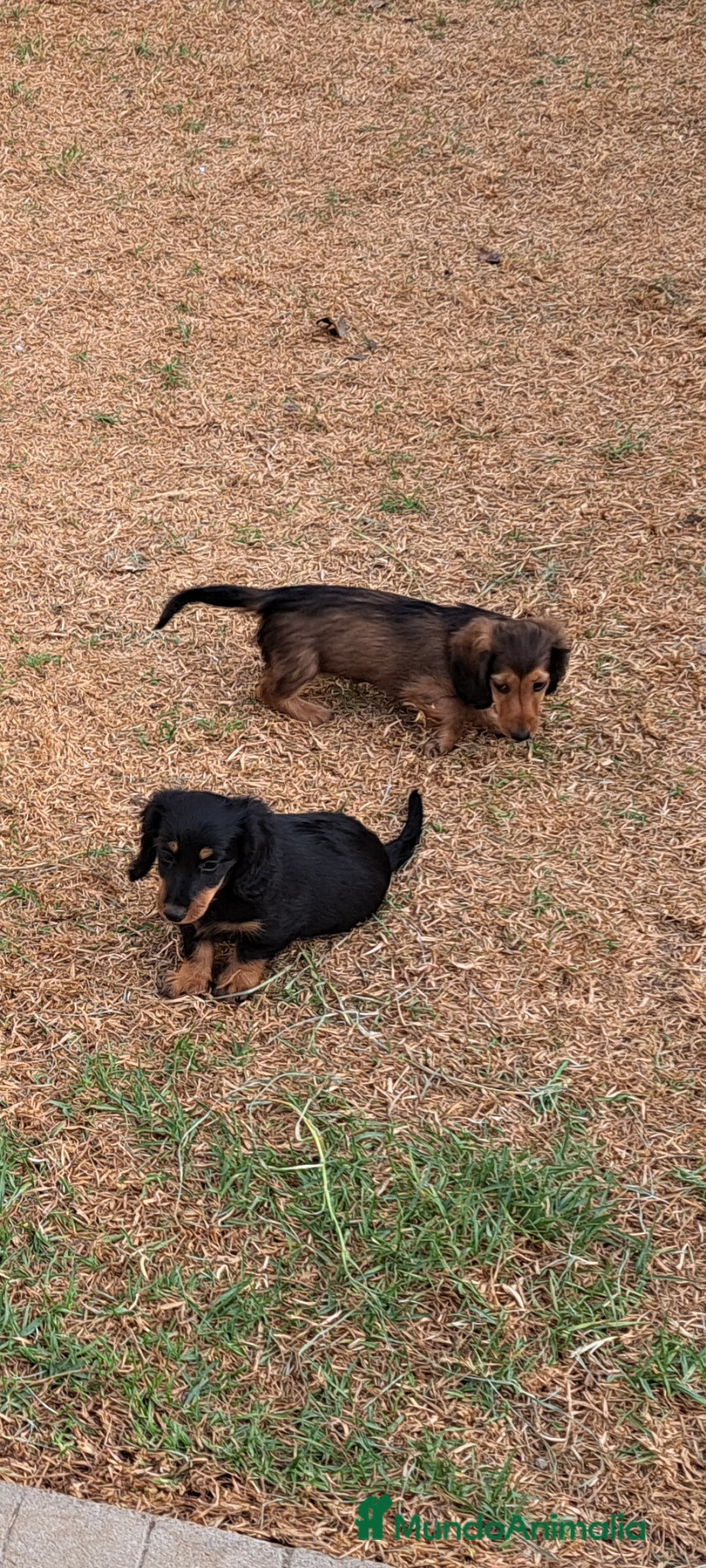 Teckel Miniatura perros en venta: Teckel de pelo largo  - Imagen 4