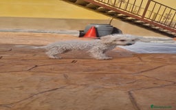 Caniche Toy perros en venta: Caniche toy - Imagen 4