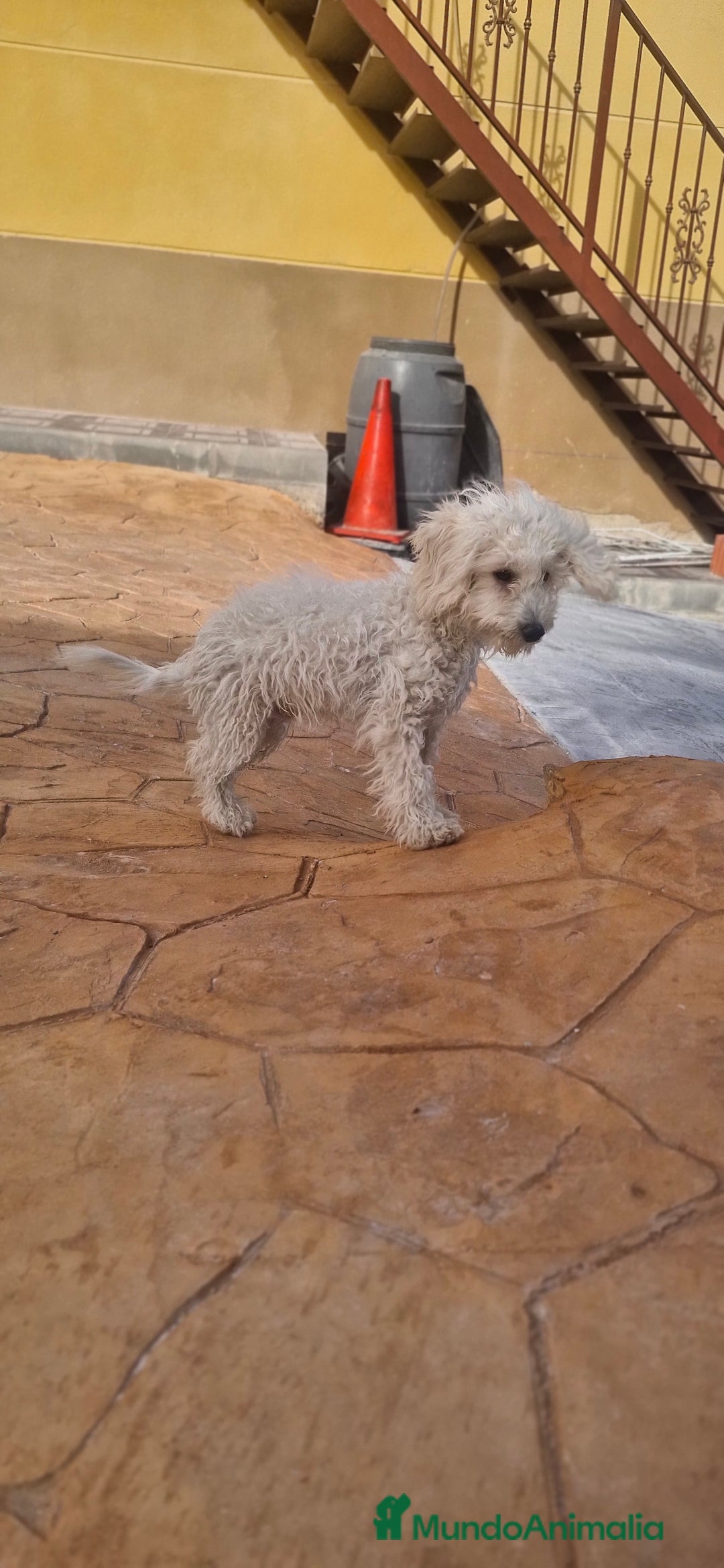 Caniche Toy perros en venta: Caniche toy - Imagen 4