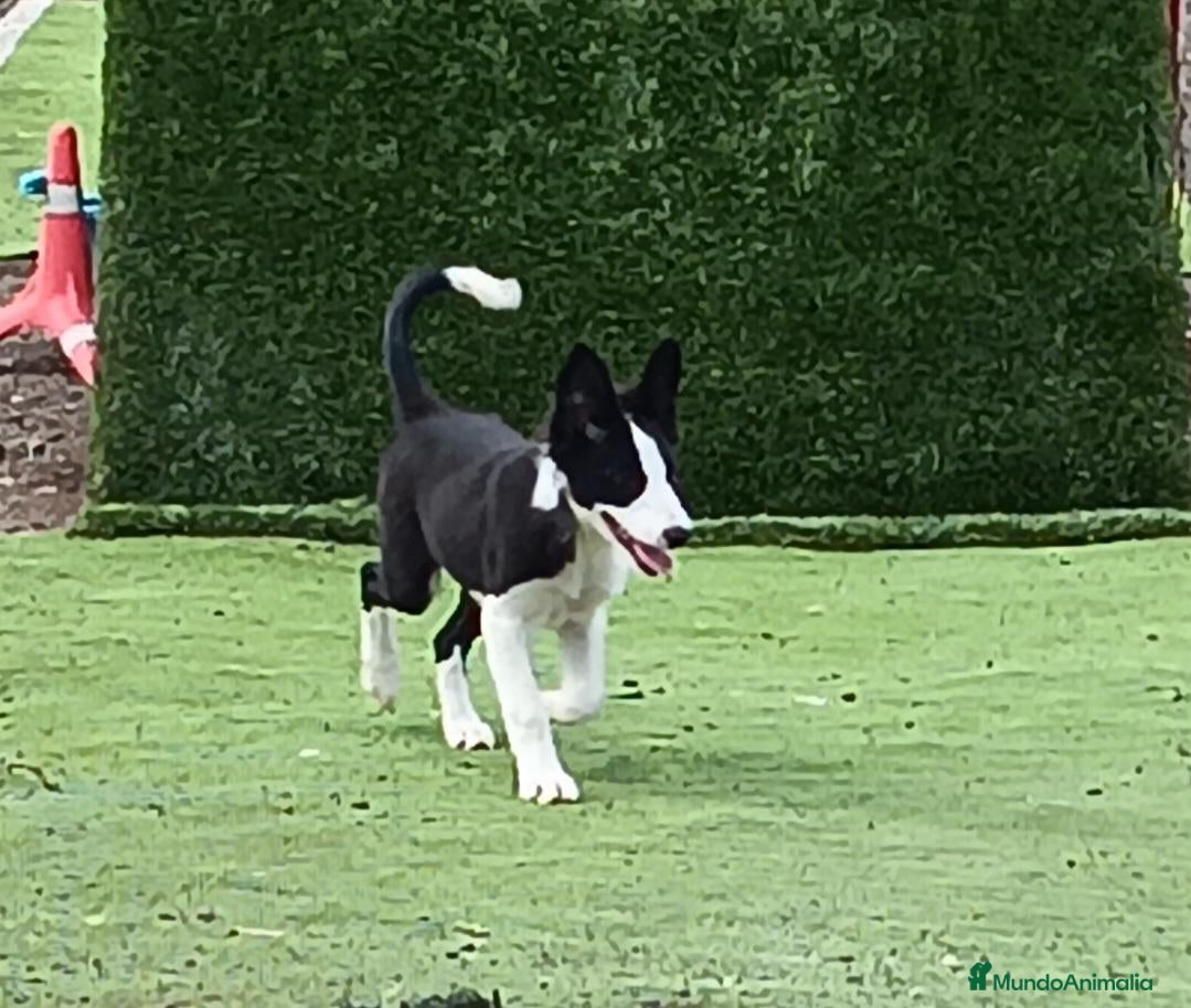 Border Collie perros Border Collie - Anuncio 1