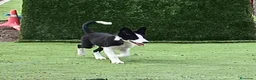 Border Collie perros en venta: Border Collie - Anuncio 1
