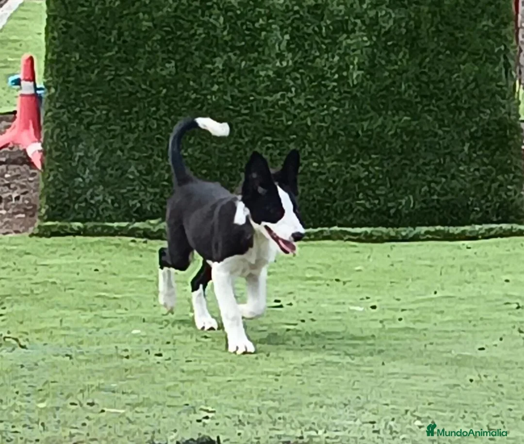 Border Collie perros en venta: Border Collie - Anuncio 1