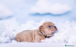 Bulldog Francés perros en venta: BULLDOG FRANCES EXOTICO  - Anuncio 3