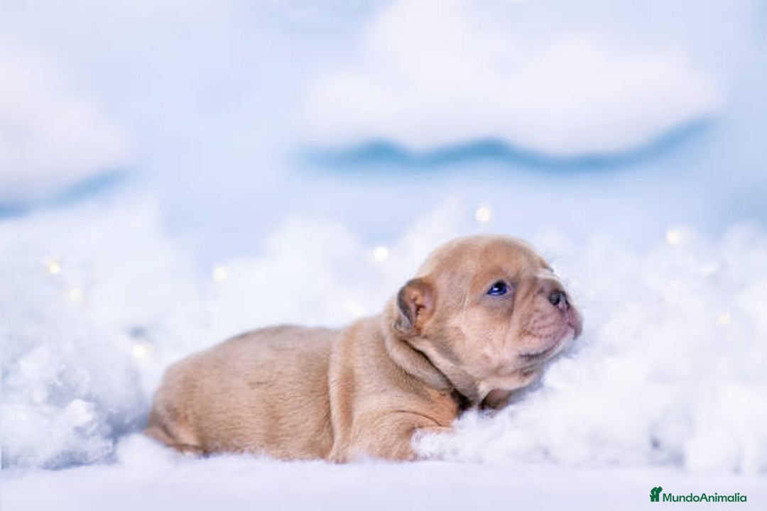 Bulldog Francés perros en venta: BULLDOG FRANCES EXOTICO  - Anuncio 3