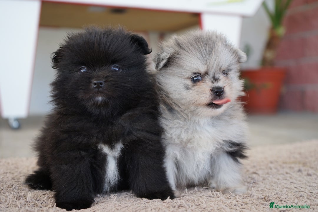 Pomerania perros en venta: 🐾 Roscón, Prodigy y Monk  Pomerania especiales 🐾 - Imagen 1