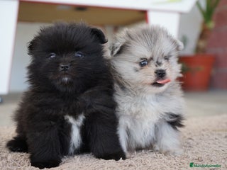 Pomerania perros - Anuncio 36