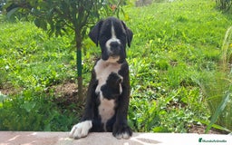 Boxer perros en venta: BOXER ATIGRADO  - Imagen 1