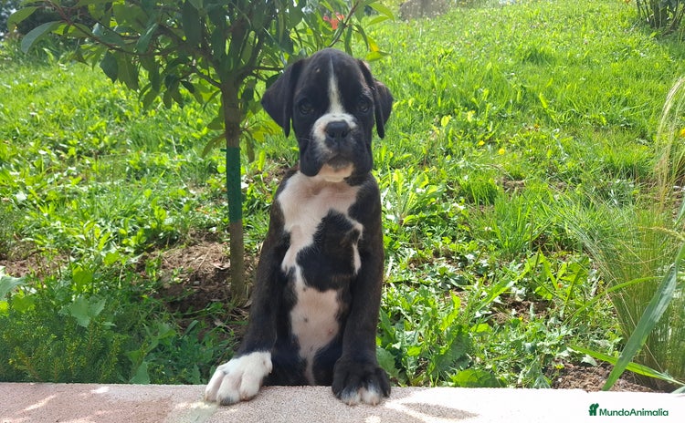Boxer perros - Propaganda 2