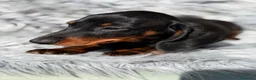 Teckel Miniatura perros en venta: Teckel negro fuego  - Anuncio 5