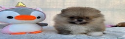 Pomerania perros en venta: POMERANIAS AUTENTICOS. LOS MEJORES en Málaga - Anuncio 7