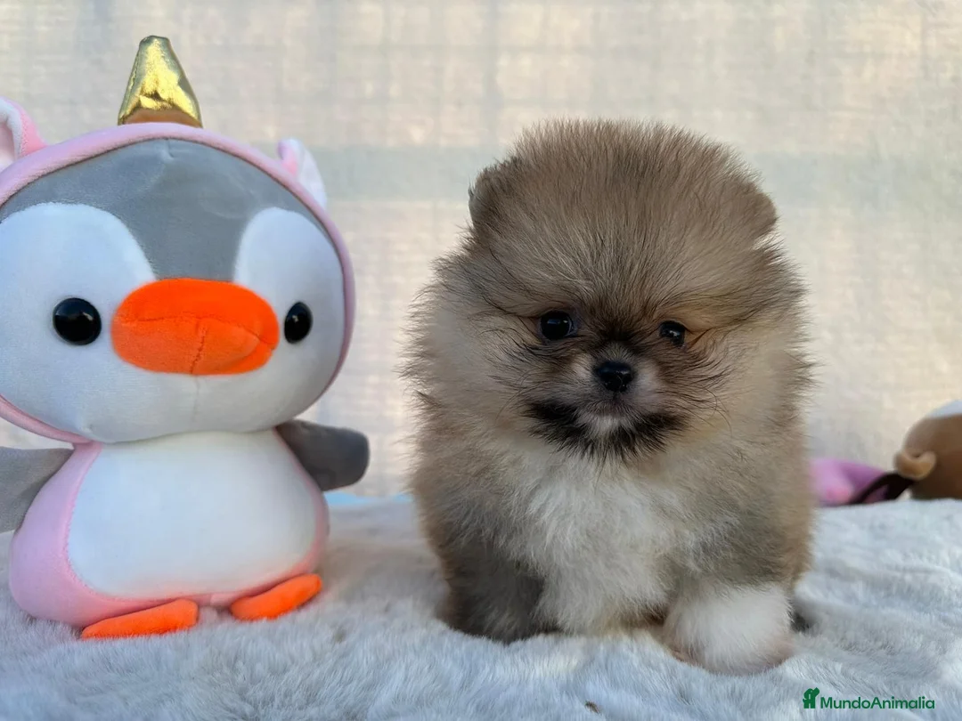 Pomerania perros en venta: POMERANIAS AUTENTICOS. LOS MEJORES en Málaga - Anuncio 7