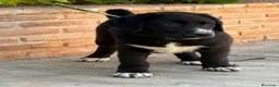 Mastín Español perros en venta: Cachorros líneas funcionales  - Anuncio 7