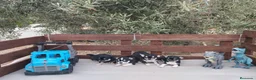 Chihuahua perros en venta: Gran Camada diminuta de CHIHUAHUAS TOYS CABEZA 🍏 - Anuncio 9