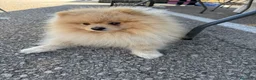 Pomerania perros en venta: Pomerania toy - Anuncio 9