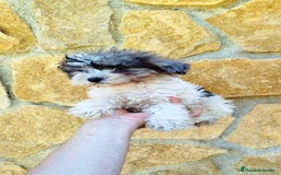 Maltipoo perros en venta: Maltipoo merle  - Imagen 4