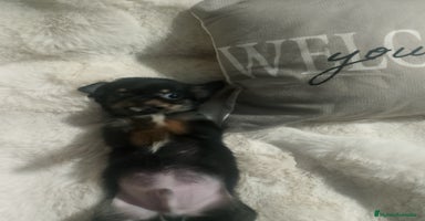 Chihuahua perros - Anuncio 5