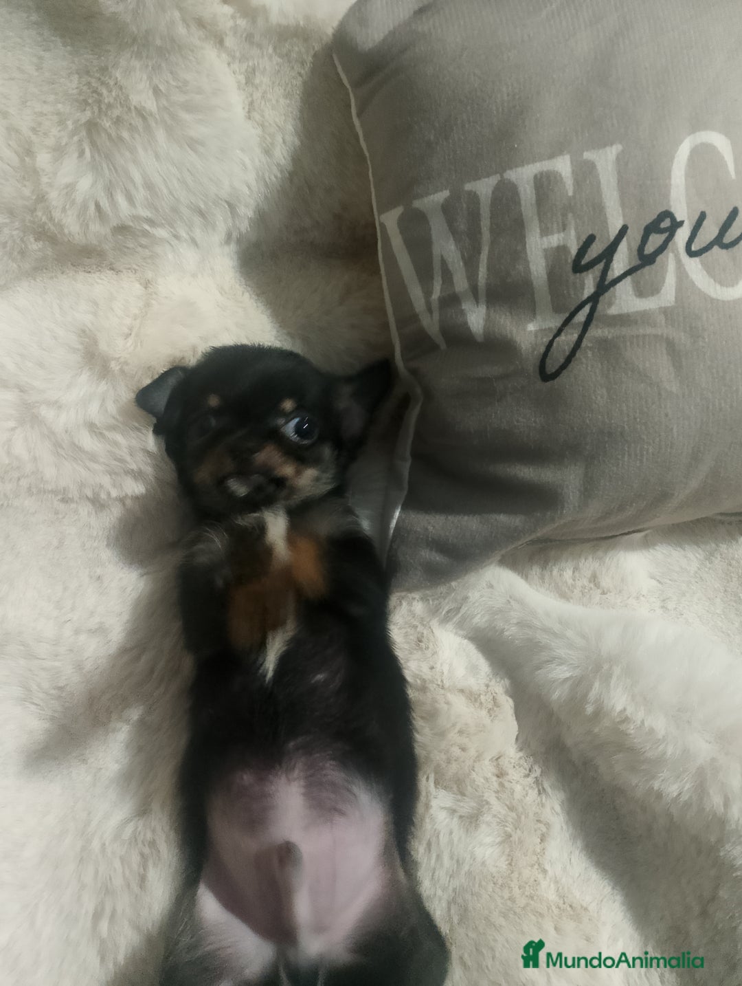 Chihuahua perros en venta: Chihuahua toy de verdad  - Imagen 3