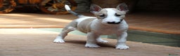 Bull Terrier perros en venta: CACHORROS BULL TERRIER - Anuncio 5