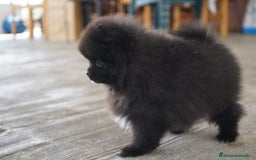 Pomerania perros en venta: 🐾 Roscón, Monk y Prodigy – Pomerania únicos 🐾 - Imagen 8