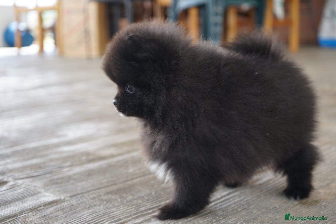 Pomerania perros en venta: 🐾 Roscón, Monk y Prodigy – Pomerania únicos 🐾 - Imagen 8