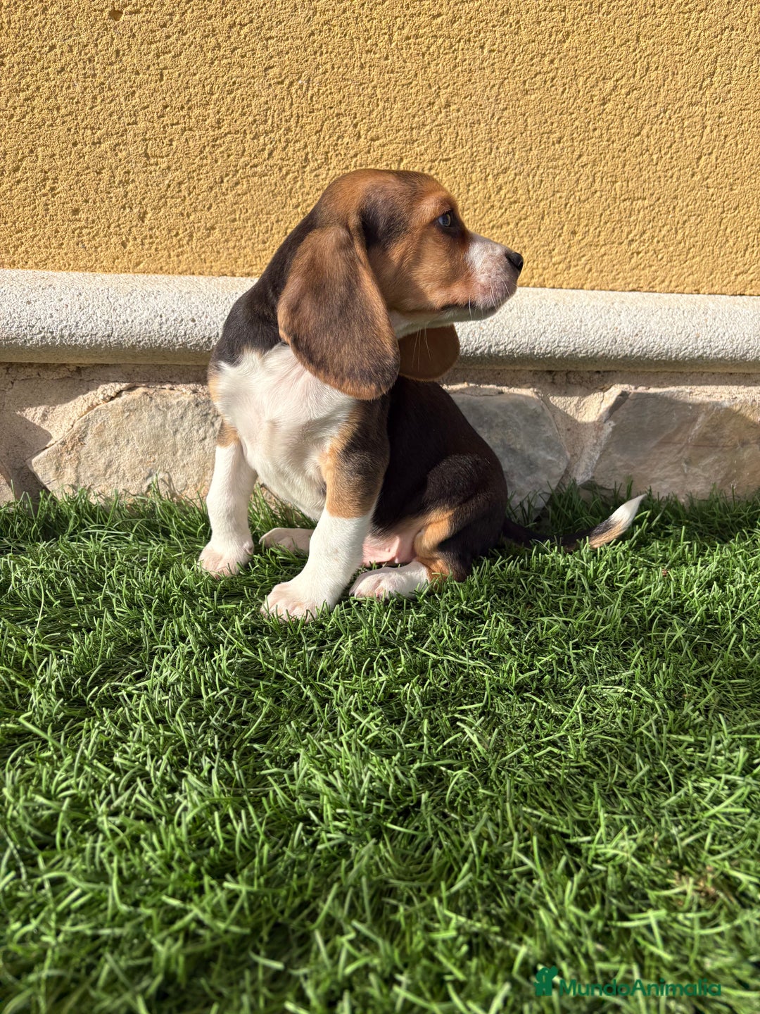 Beagle perros en venta: Beagle cachorro macho línea francesa  - Anuncio 1