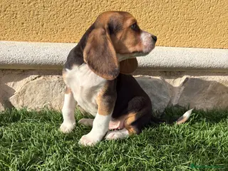 Beagle perros Beagle cachorro macho línea francesa - Anuncio 6