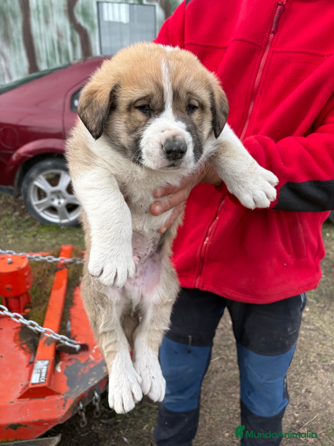 Mastín Español perros en venta: Mastín Español cachorro macho  - Anuncio 2